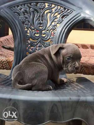 American bully male pup blue eyes blue color 1