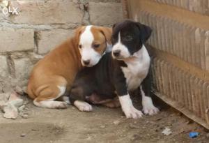 American pitbull pupps for sel. Male and female available.