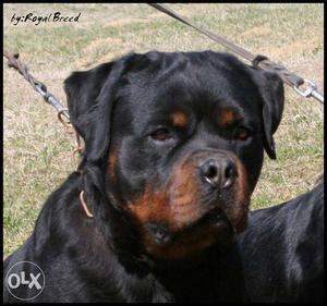 Angel pet world =]Rottweiler super quality available
