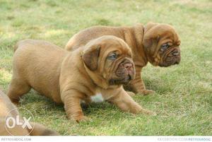 Angle-Heavy size French mastiff male and female puppies