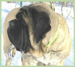 Angle-Offer English mastiff giant breed sell