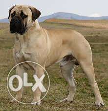 Angle-high breed Bull mastiff puppy MALE sell