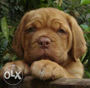 Angle-male good very French mastiff puppies for sell in