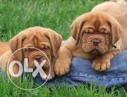 Angle-show quality 40 days old FRENCH MASTIFF puppies for