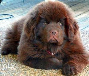 Awesome Quality with Kci paper Newfoundland Pupps available