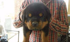 =BABY KENNEL= Top quality rotwiller pupp n all types breed