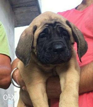 =BABY KENNEL== bull mastiff all breeds puppy sale WITH LOW