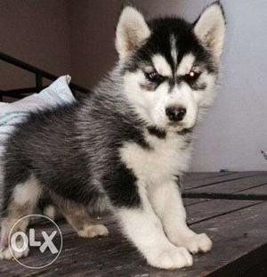 BABY KENNEL=Siberian Husky pupp 4 u n all types breed pupp