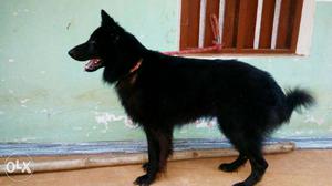 Bangloore exporting german shepeard. Age 2 (male)