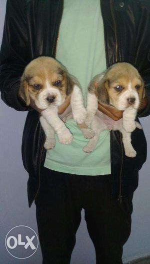 Beagle female show quality pupps
