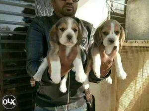 Beagle healthy and active Puppies available at