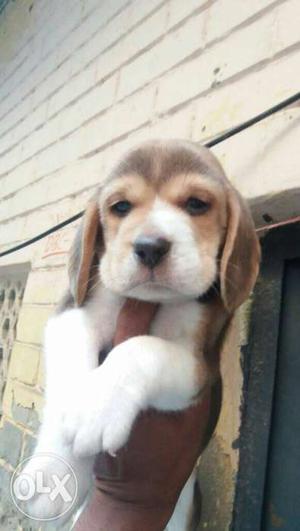 Beagle healthy and active Puppies available male