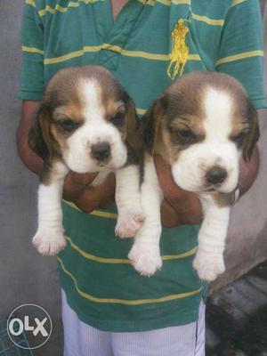 Beagle pupps avaliable lhasa / havanese all breed