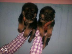 Best Quality German Spehered puppies male female available