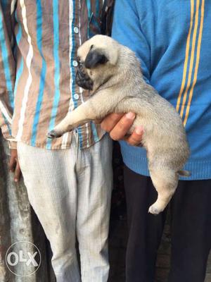 Best Quality Pug puppies male female available