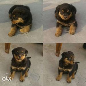 Best Rottweiler puppies available at lowest cost.