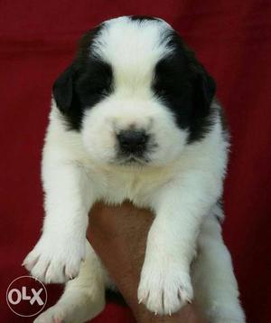 Best quality Saint Bernard male Pup available