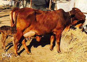 Best quality sahiwal cow with milk yield