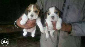 Bhavnagar:-- Responsive Dog's" All Puppeis Pets