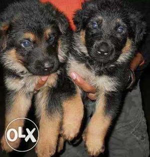 Bhavnagar':-- Social Dog's" All Puppeis Pets Deal
