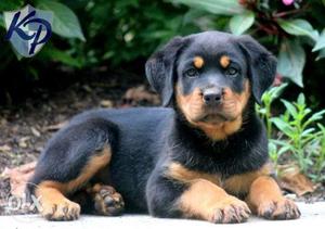 Black And Rottweiler Puppy female