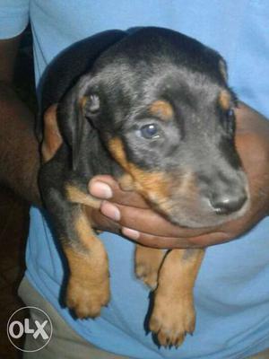 Black And Tan Beauceron Puppy