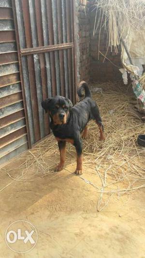 Black And Tan Rottweilermale sale