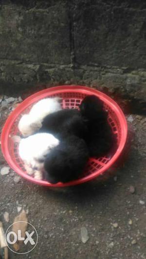 Black And White Puppies Litter