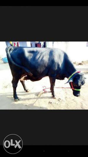 Black Cow In Ranchi