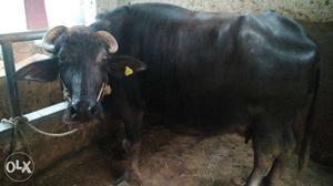 Black Karachi Buffalo Delivery with in one week 8 litre milk