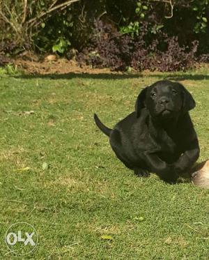 Black Labrador female puppy available