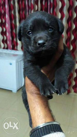 Black Labrador male pup  Chocolate Labrador 