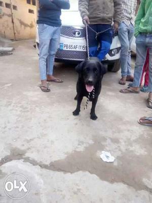 Black colour pure labra female dog for sale very on heat