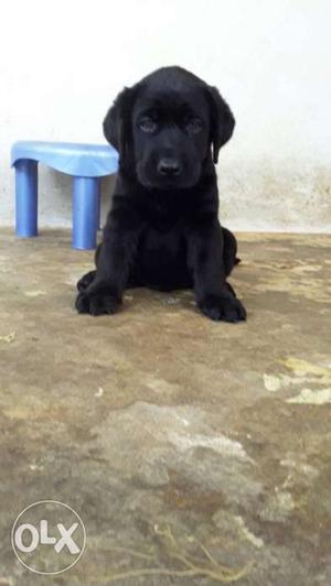 Black lab puppy for sale o445