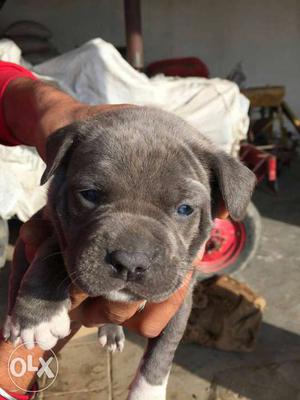 Blue colour American bully pups available
