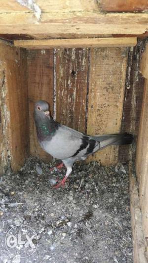 Blue rock pigeon for sale