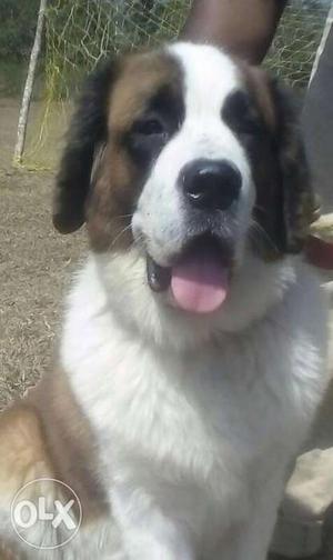 Brown Black And White Long Coated Dog