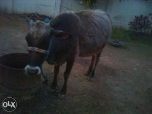 Brown Cow In Doiwala