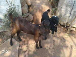 Brown Goat And Black Goat