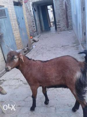 Brown Male Goat
