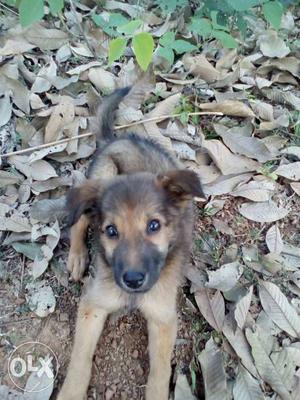 Brown Short Coated Puppy