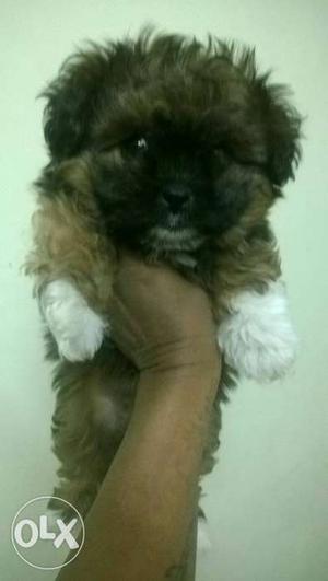 Brown White And Black Faun Shih Tzu Puppy