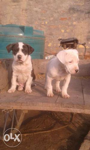 Bully puppies sale