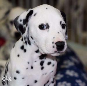Dalmatian Very Cute 42 days Dog breed puppies available