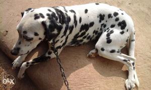 Dalmatian female dog, 2 year