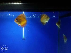 Discus Fish