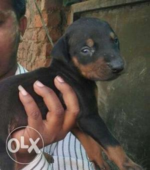 Doberman male/female available blk, tan and brawn colour