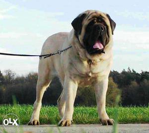 English mastiff pupps available in top quality