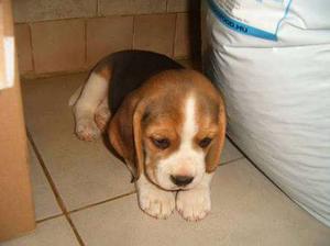 Exclusive Beagle pups -call us for details