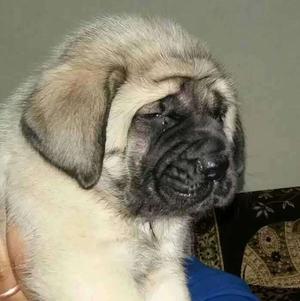 Extraheavy quality English mastiff Pupps For Sale.contact Us